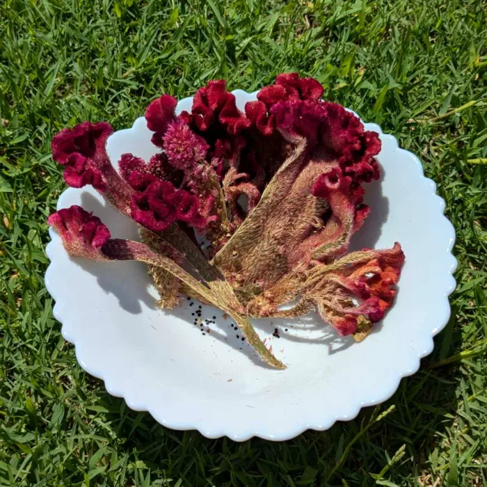 Kashmiri food cockscomb flower