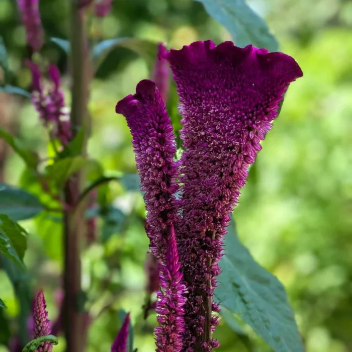 Kashmiri food mawal flower 2